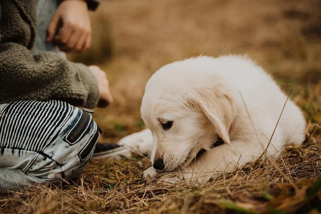 Puppy | Jennifer Ginn Photography